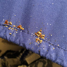 Bed Bugs on bed sheet