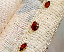Litchfield Park Bed Bug Removal