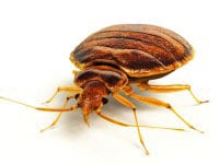 Bed bug exterminator